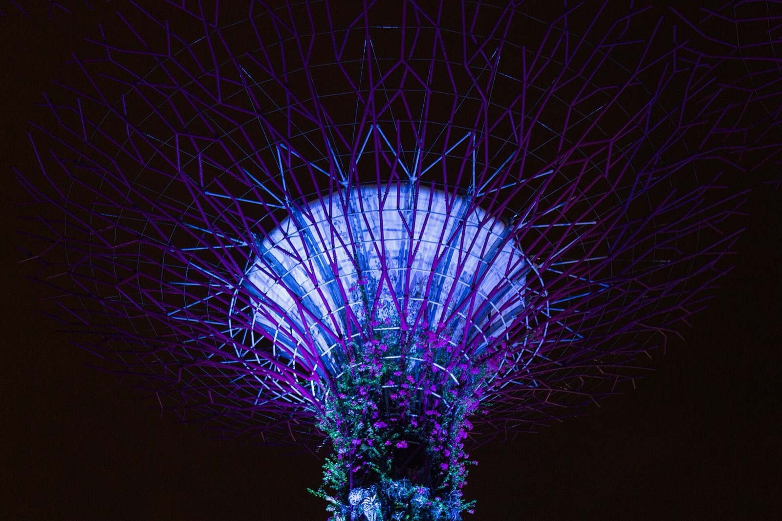 Supertree Grove at dusk, Marina Bay Singapore